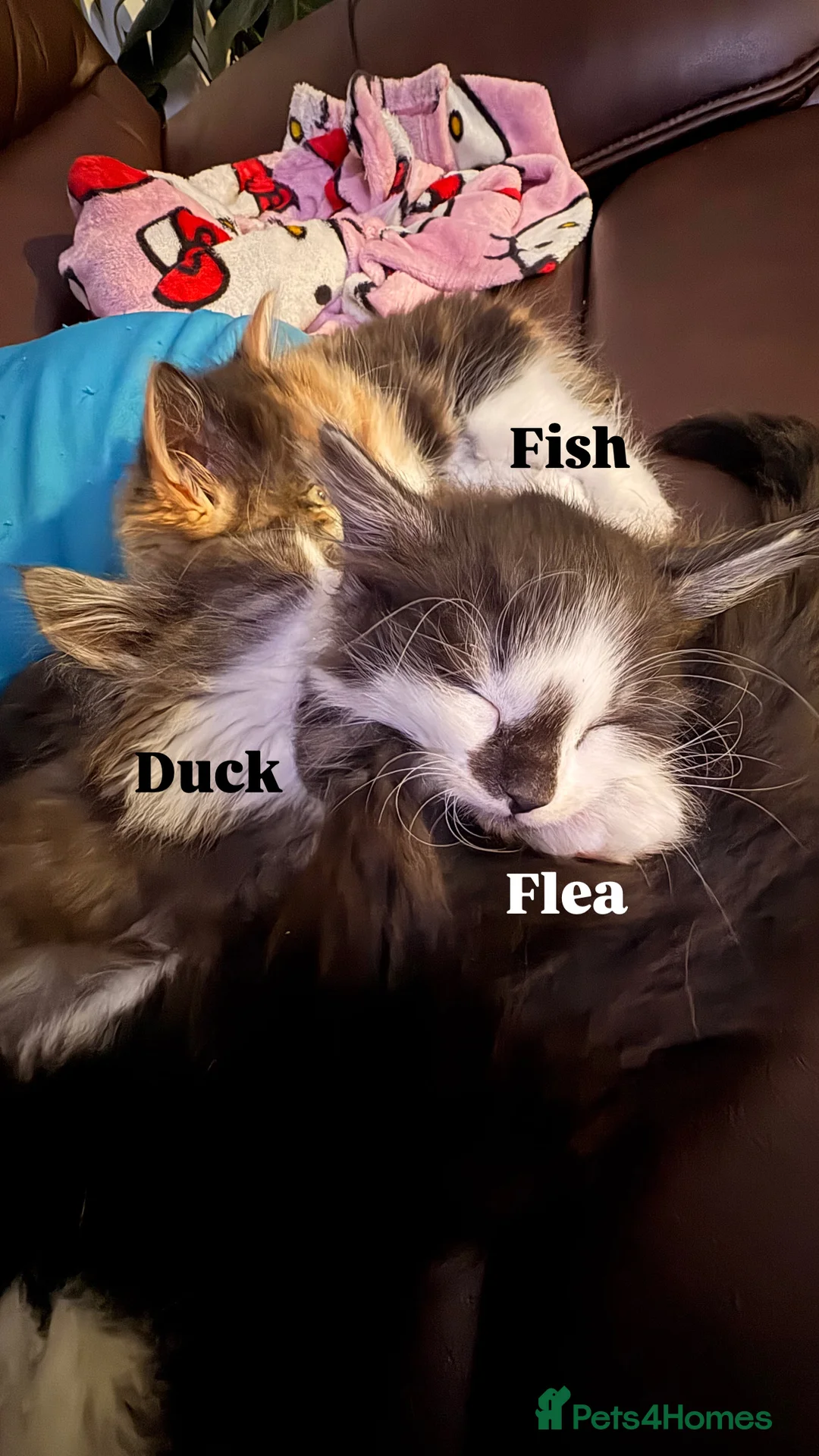 Ragdoll cats for sale: Ragdoll cross kittens | 3 Female | 1 Male - Advert 5