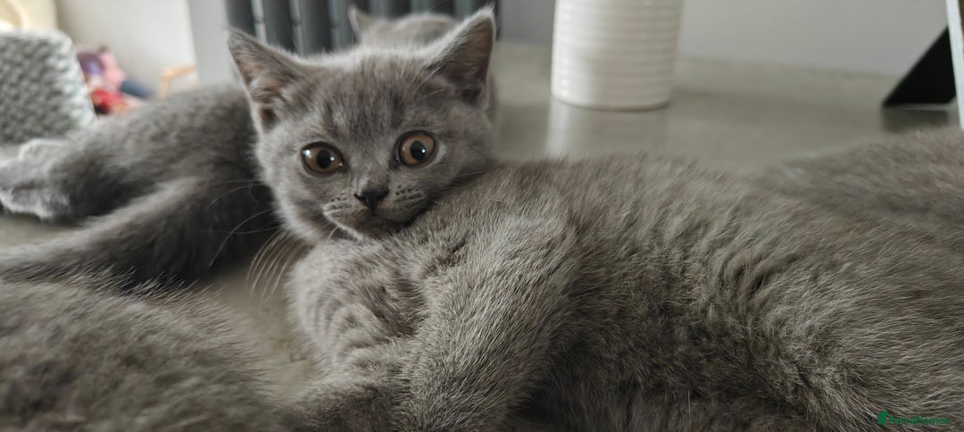 British Shorthair cats for sale: British shorthair blue / lilac kittens  - Image 28