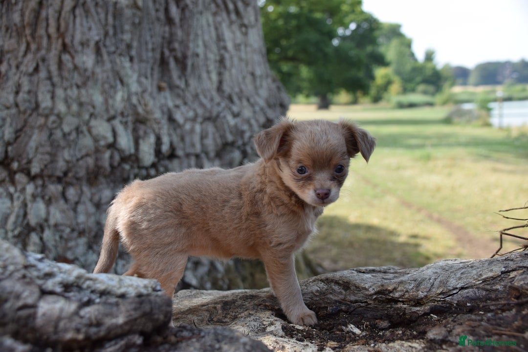Chihuahua dogs for sale: One of a kind ChiPin Puppies - Image 9