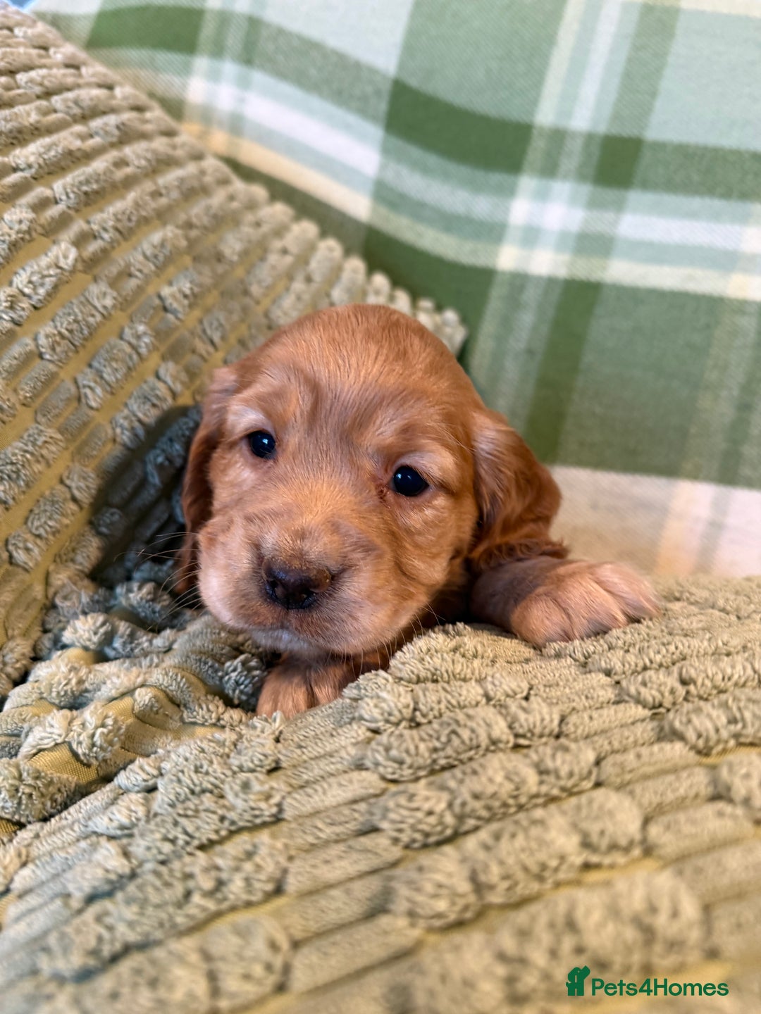 Cocker Spaniel dogs for sale: STUNNING KC COCKER SPANIELS  - Image 3