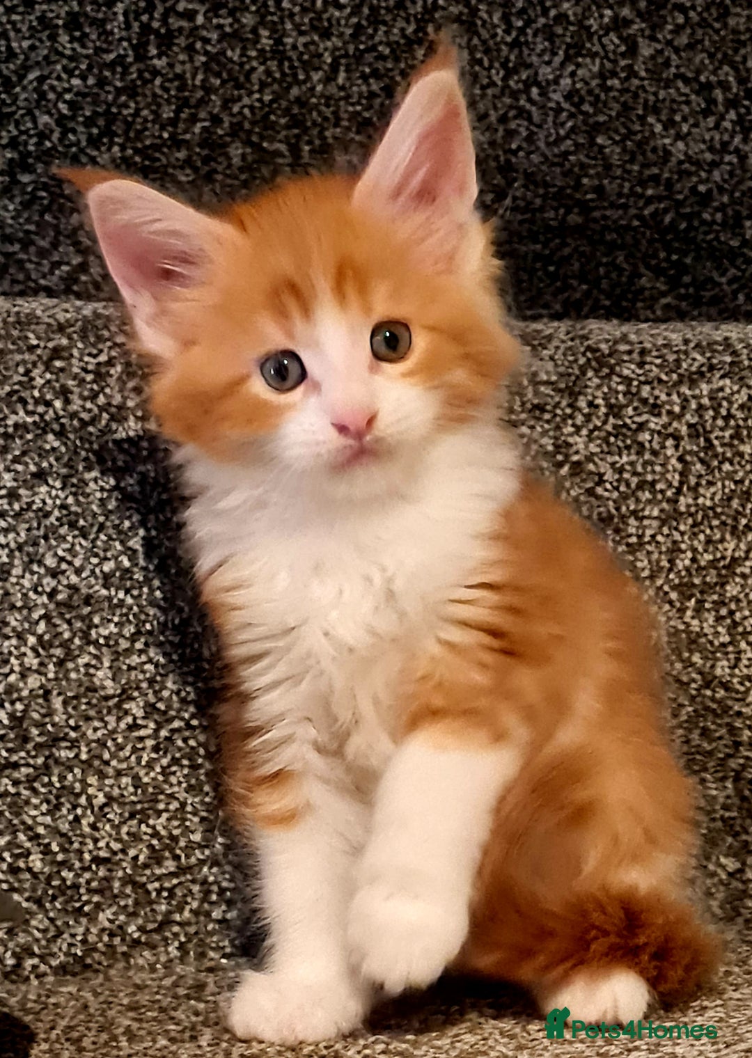 Maine Coon cats for sale: Mainecoon Kittens available  - Image 8