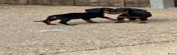 Miniature Dachshund dogs for sale: Miniature dachshunds - Advert 24