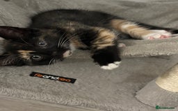 Domestic Shorthair cats for sale: Healthy 12-Week-Old Kittens — (Wormed, Ready Now!) - Image 9