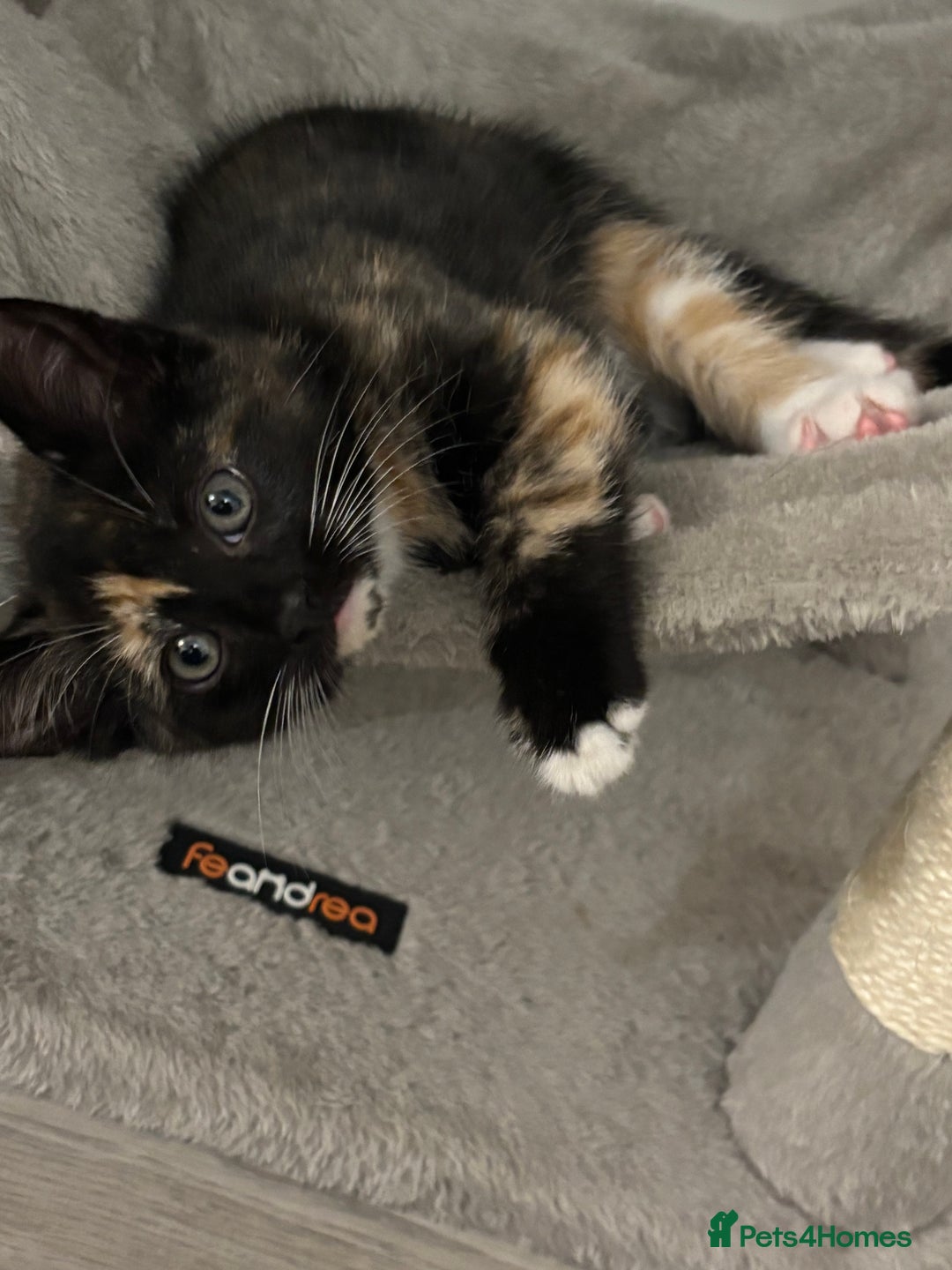 Domestic Shorthair cats for sale: Healthy 12-Week-Old Kittens — (Wormed, Ready Now!) - Image 9