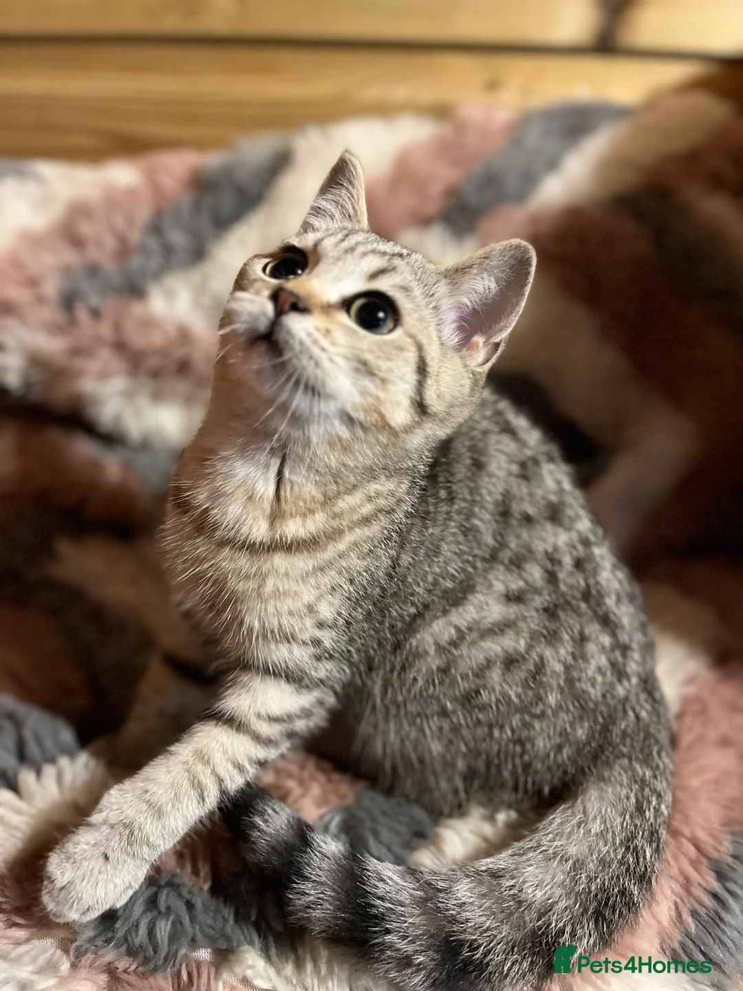 British Shorthair cats for sale: Gccf male British Shorthair kitten ready now  - Advert 2