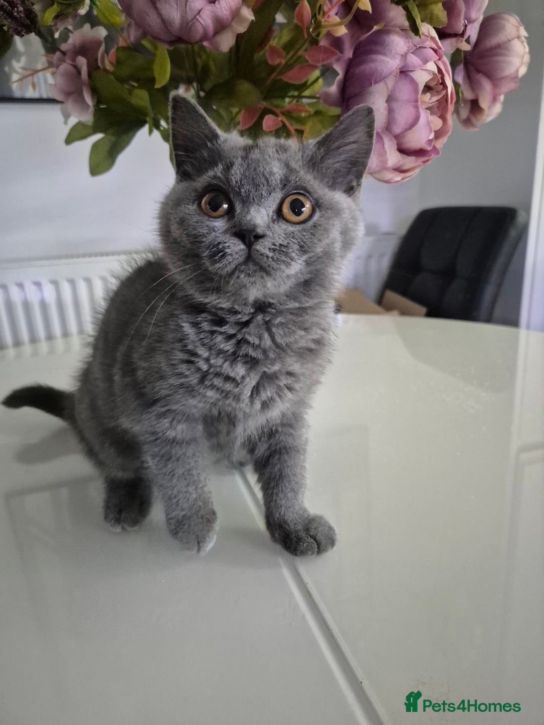 British Shorthair cats for sale: GCCF REGISTERED ACTIVE British Shorthair Female - Image 5