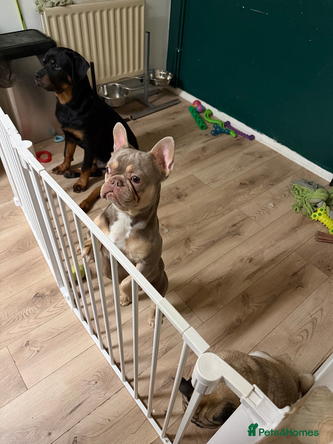 French Bulldog dogs for sale: 15 month old frenchie milo - Advert 2