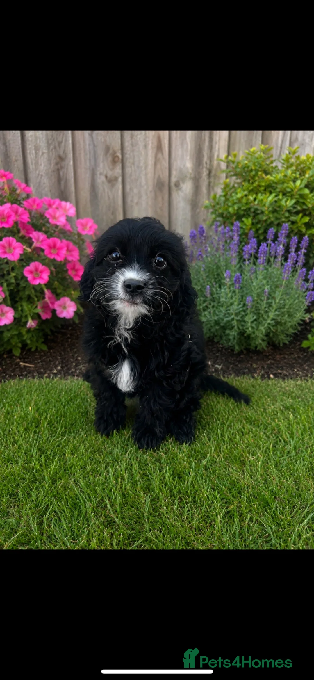 Cavapoo dogs for sale: Beautiful cavapoos  - Advert 17