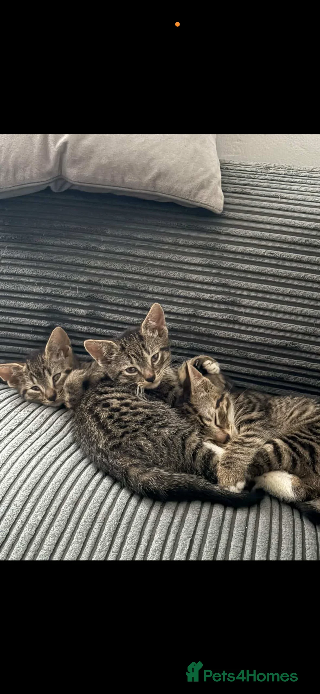 Mixed Breed cats for sale: 3 gorgeous kittens for sale  - Advert 2
