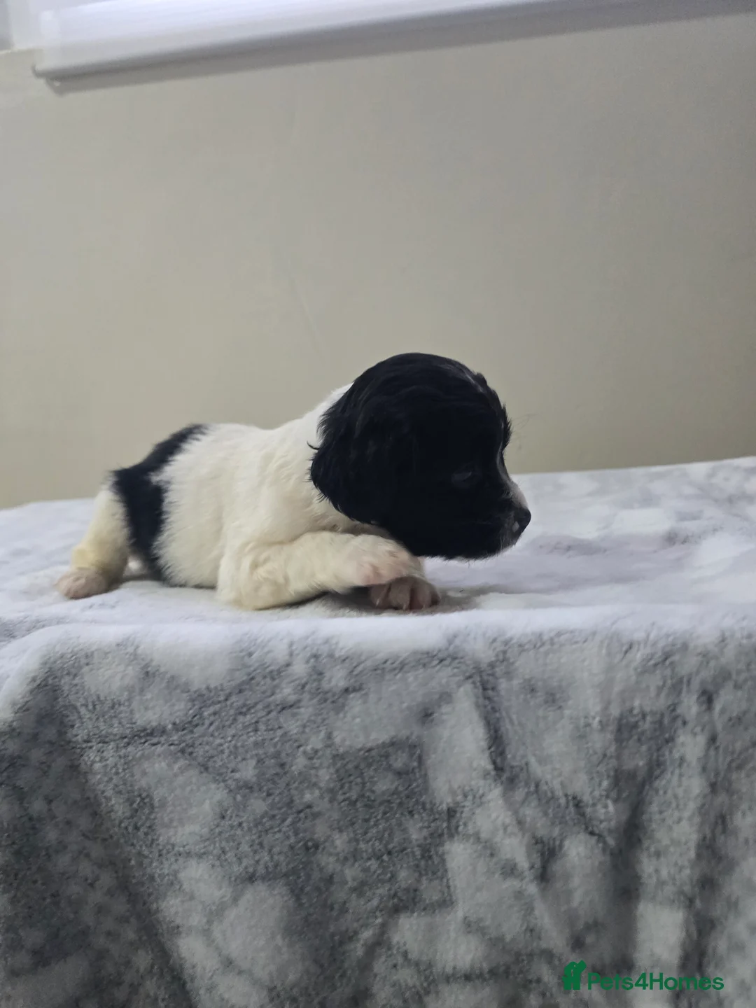 Mixed Breed dogs for sale: Malchi puppies  - Advert 9