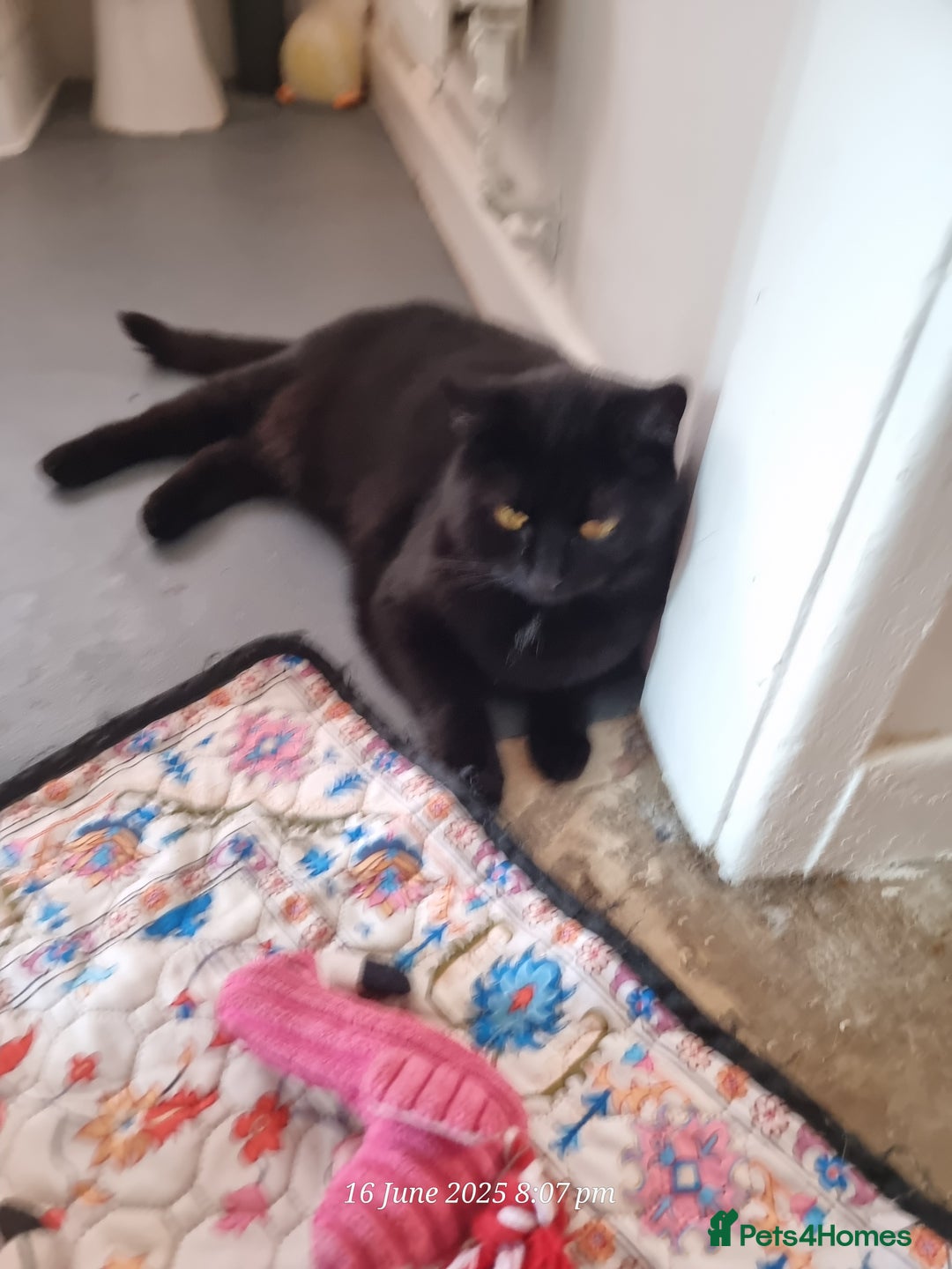 Domestic Shorthair cats for sale: 4 BLACK CATS FOR REHOME. - Advert 31