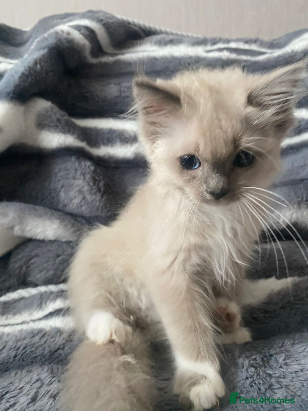 Ragdoll cats for sale: Two Brother's Ready now Mink ragdoll - Advert 10