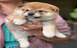 Japanese Shiba Inu dogs for sale: KC reg Japanese Shiba Inu puppies  - Image 2