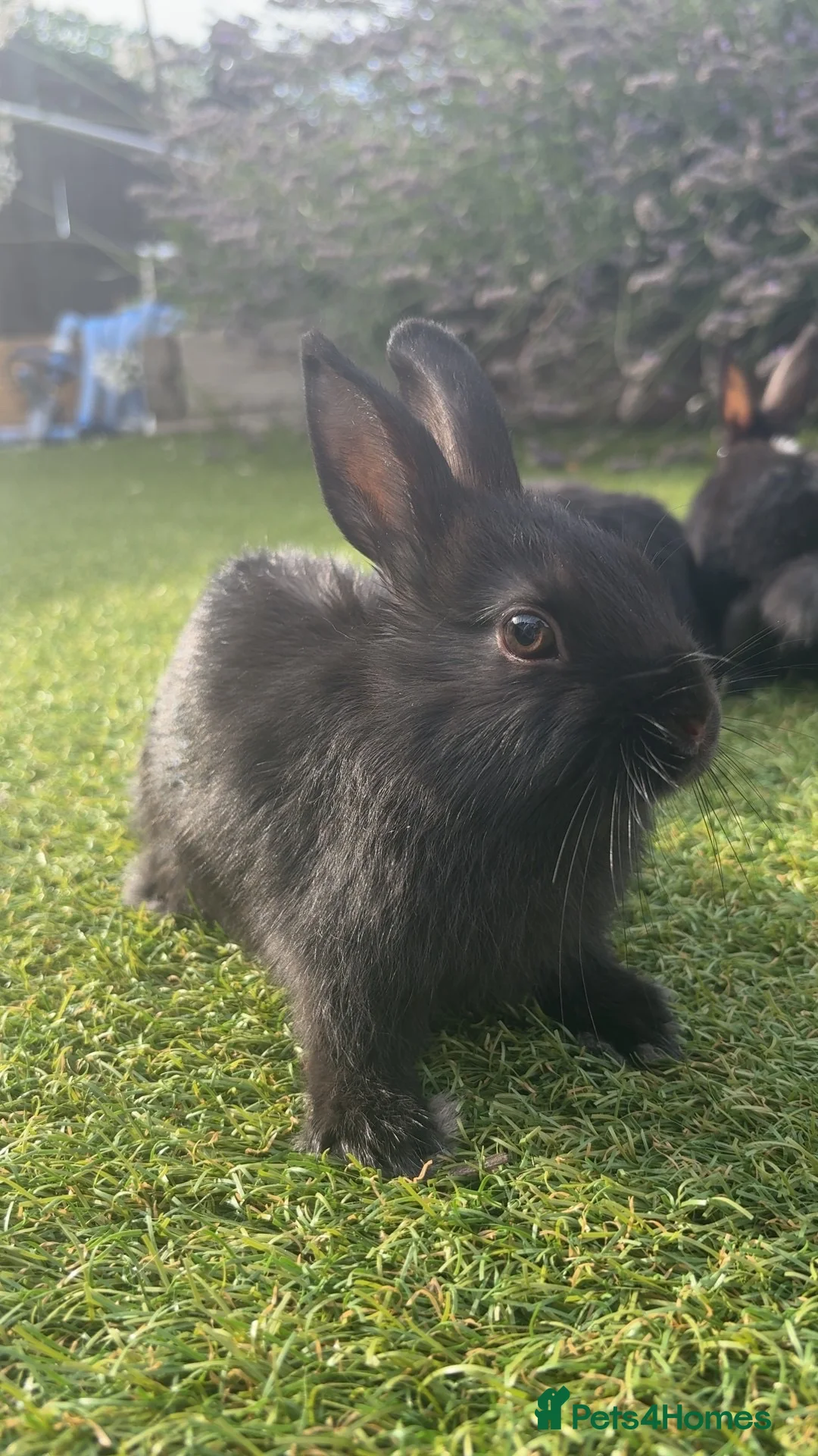 Netherland Dwarf rabbits for sale: Netherland Dwarfs  - Advert 2