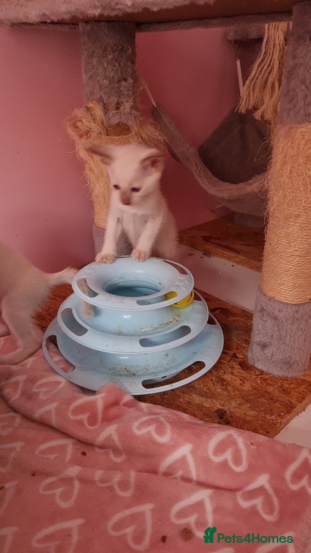 Siamese cats for sale: LAST ONE,  Gorgeous Bluepoint little boy. - Advert 16