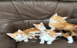 Maine Coon cats for sale: Maine Coon x British Short Hair - Image 4