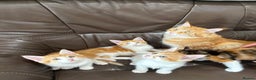 Maine Coon cats for sale: Free 3 Male Kittens - Ginger/White - Advert 5
