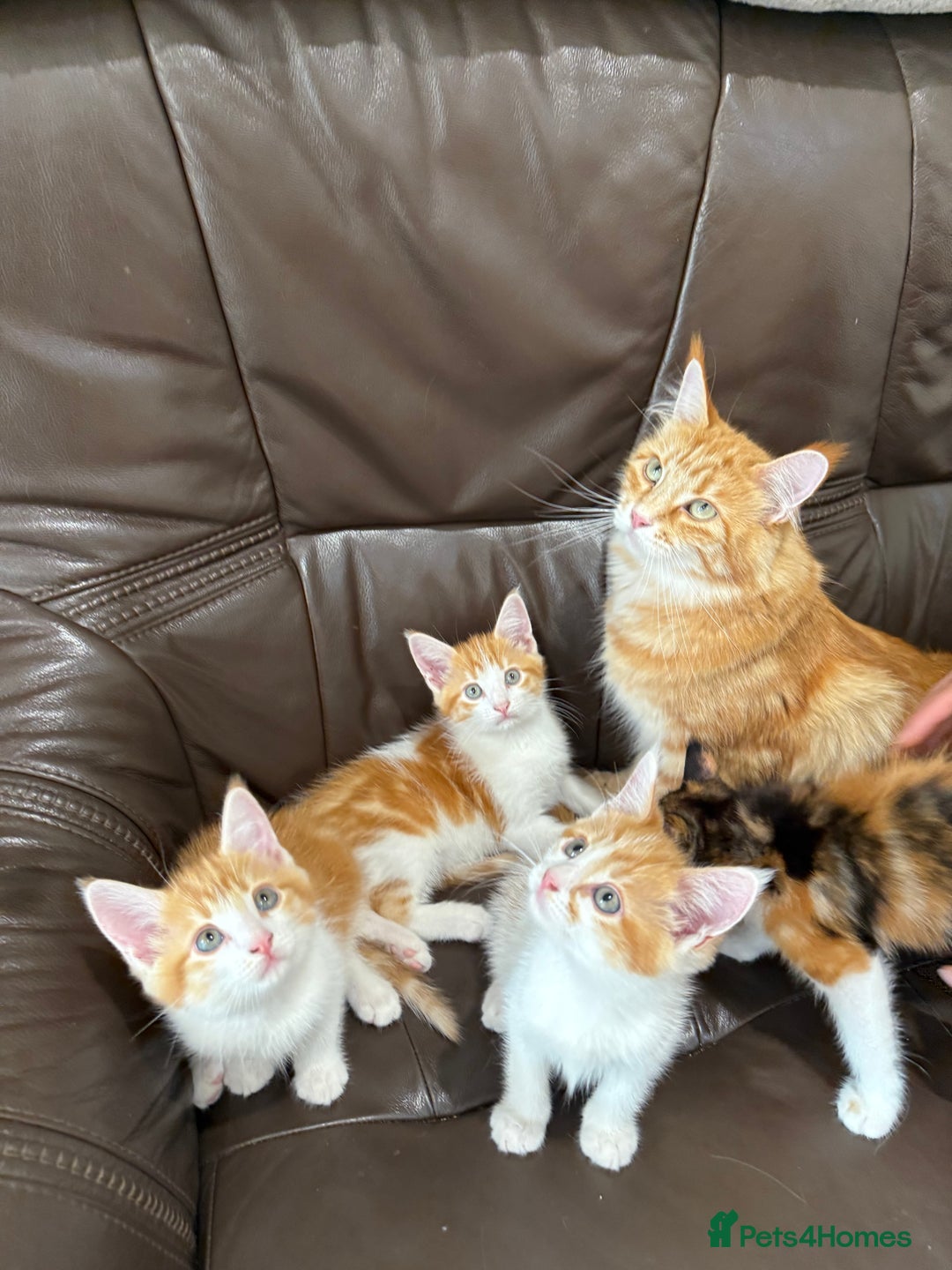 Maine Coon cats for sale: Maine Coon x British Short Hair - Image 4