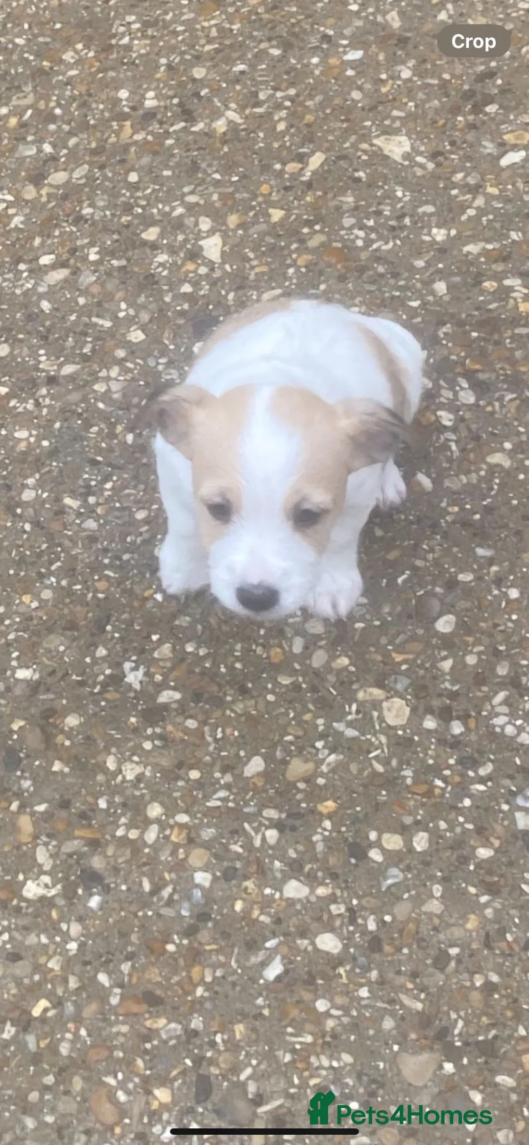 Jack Russell dogs for sale: Jack russle boy puppy  - Advert 3