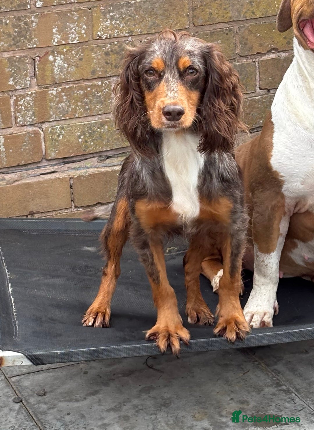 Cocker Spaniel dogs for stud: Merle Cocker Spaniel at stud - DNA tested🧬 in Dudley - Image 16