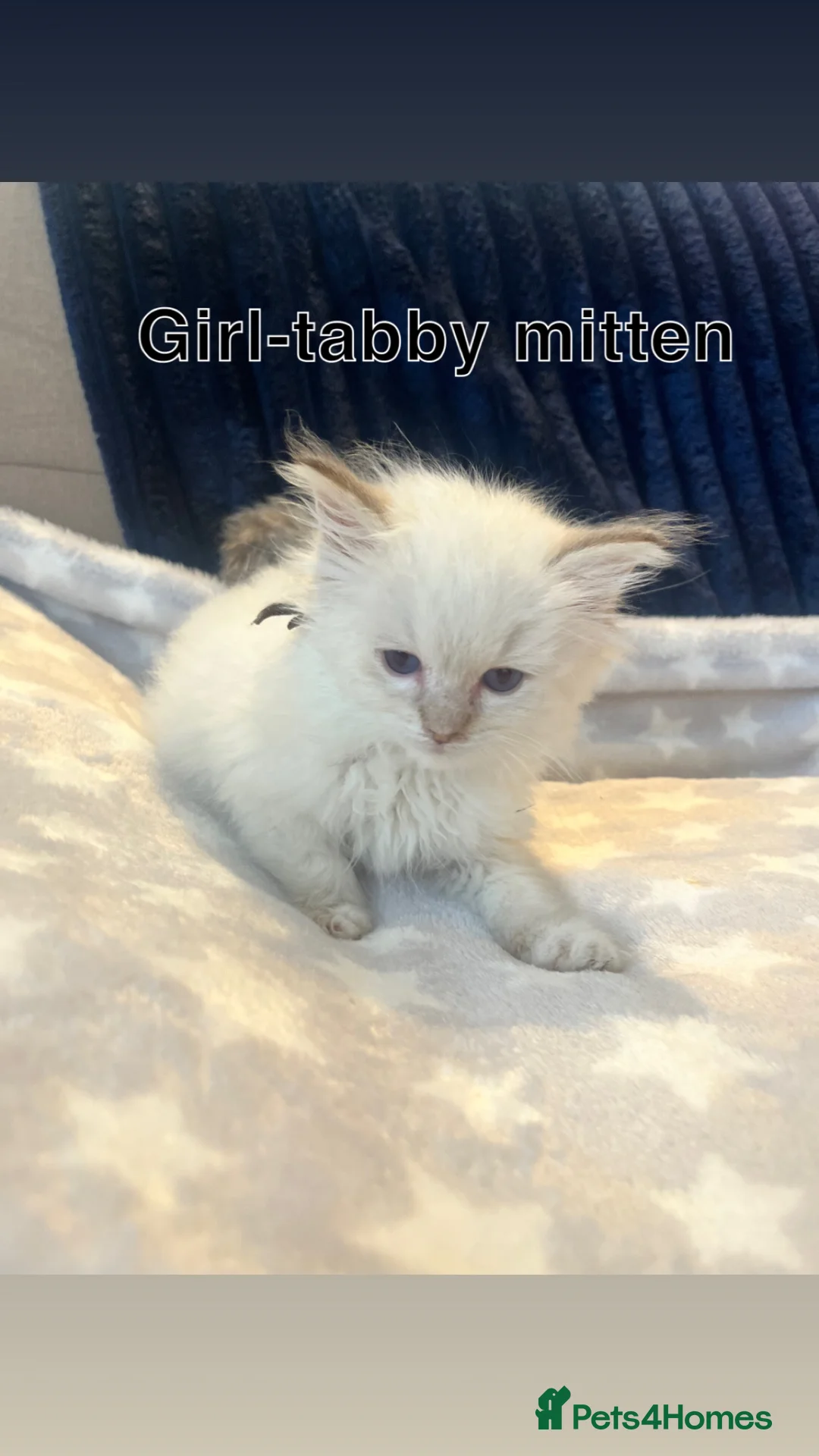 Ragdoll cats for sale: 8 week old ragdoll kittens for sale £600 each  in Sheerness - Advert 1