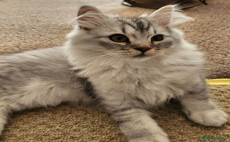 British Longhair cats - Advert 15