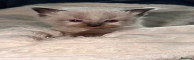 Ragdoll 2