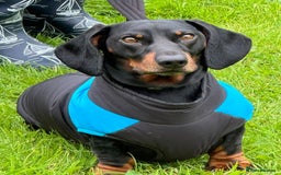 Dachshund dogs for stud: Stunning dachshund available for stud - Image 4