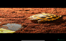 Tortoise reptiles for sale: Horsefield tortoise  - Image 1