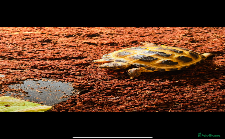 Tortoise reptiles - Advert 3