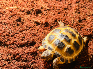 Tortoise reptiles - Advert 17