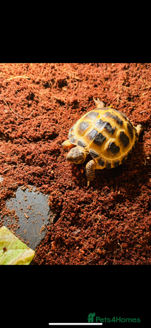 Tortoise reptiles - Advert 2