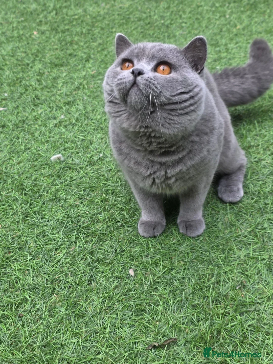 British Shorthair cats for stud: 💙 British Shorthair Blue Stud Service 💙 - Advert 2