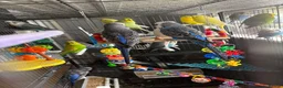 Budgerigars birds for sale: Mixed variety of Budgies For Sale - Advert 5