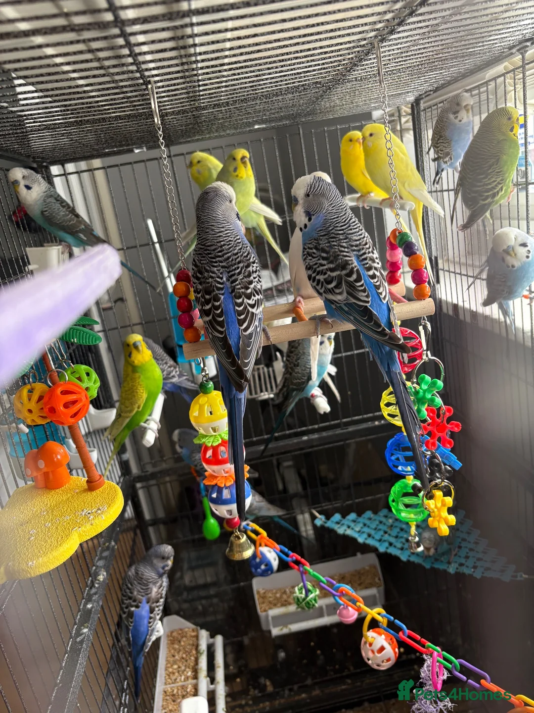 Budgerigars birds for sale: Mixed variety of Budgies For Sale - Advert 5