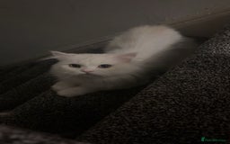 Persian cats for sale: White Male Persian Cat - Image 1