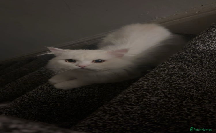 Persian cats - Advert 1