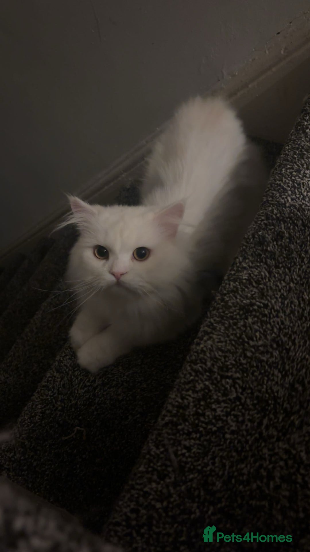 Persian cats for sale: White Male Persian Cat - Image 1
