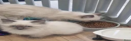 Ragdoll cats for sale: RAGDOLL KITTENS READY NOW  - Advert 6