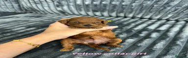 Toy Poodle 4