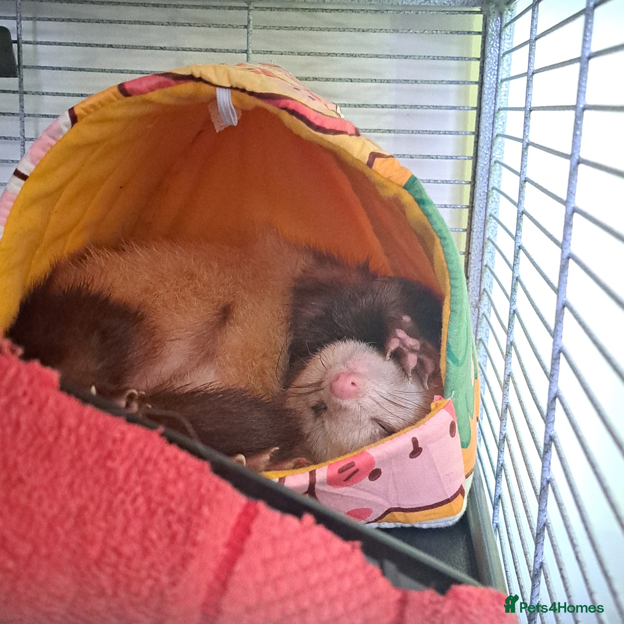 Ferret rodents for sale: Friendly ferret  in Grimsby - Advert 2