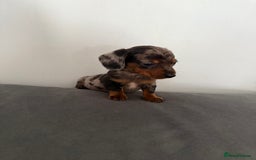 Dachshund dogs for sale: 3 dapple dachshund boys  - Image 6