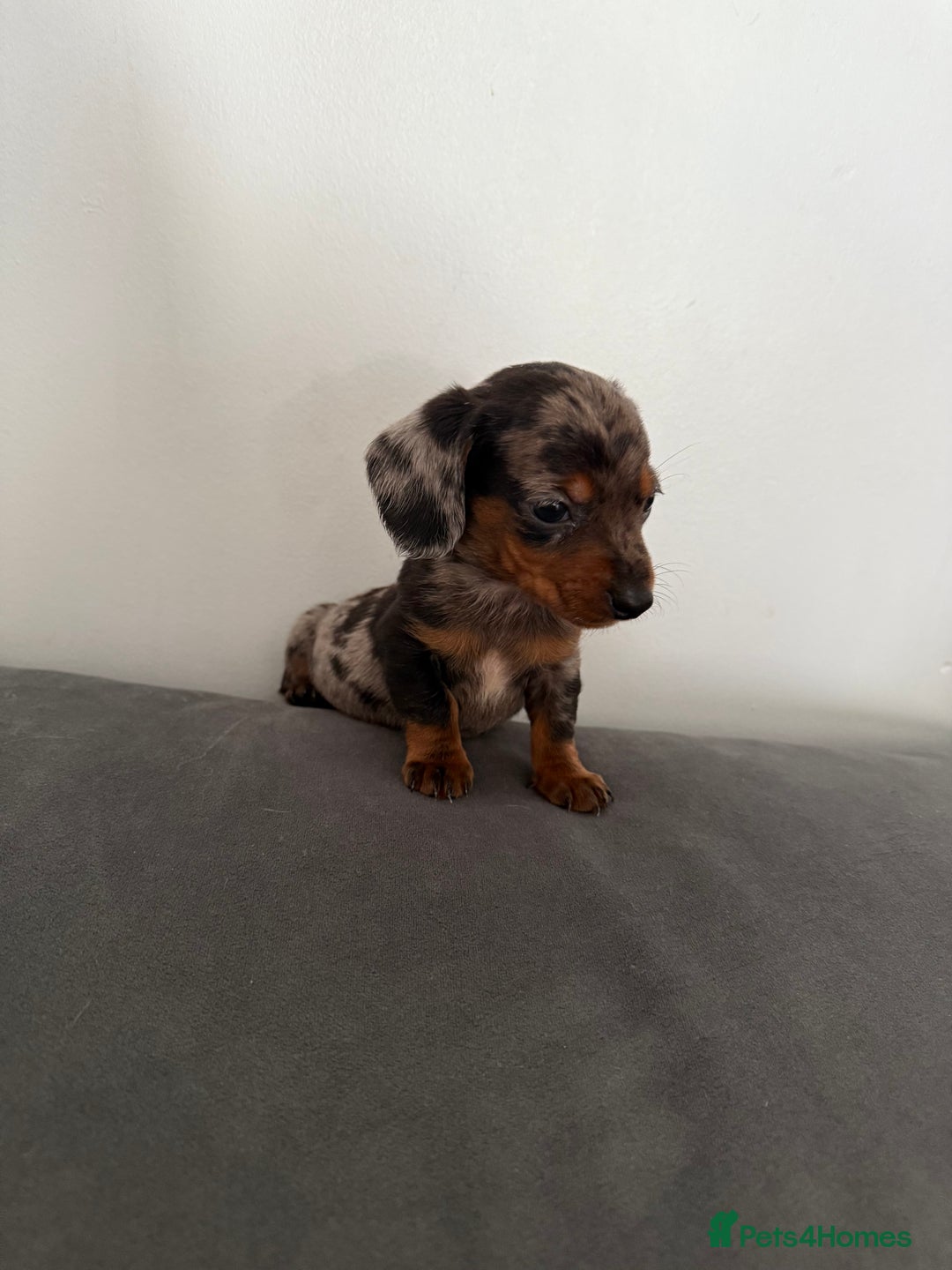 Dachshund dogs for sale: 3 dapple dachshund boys  - Image 6