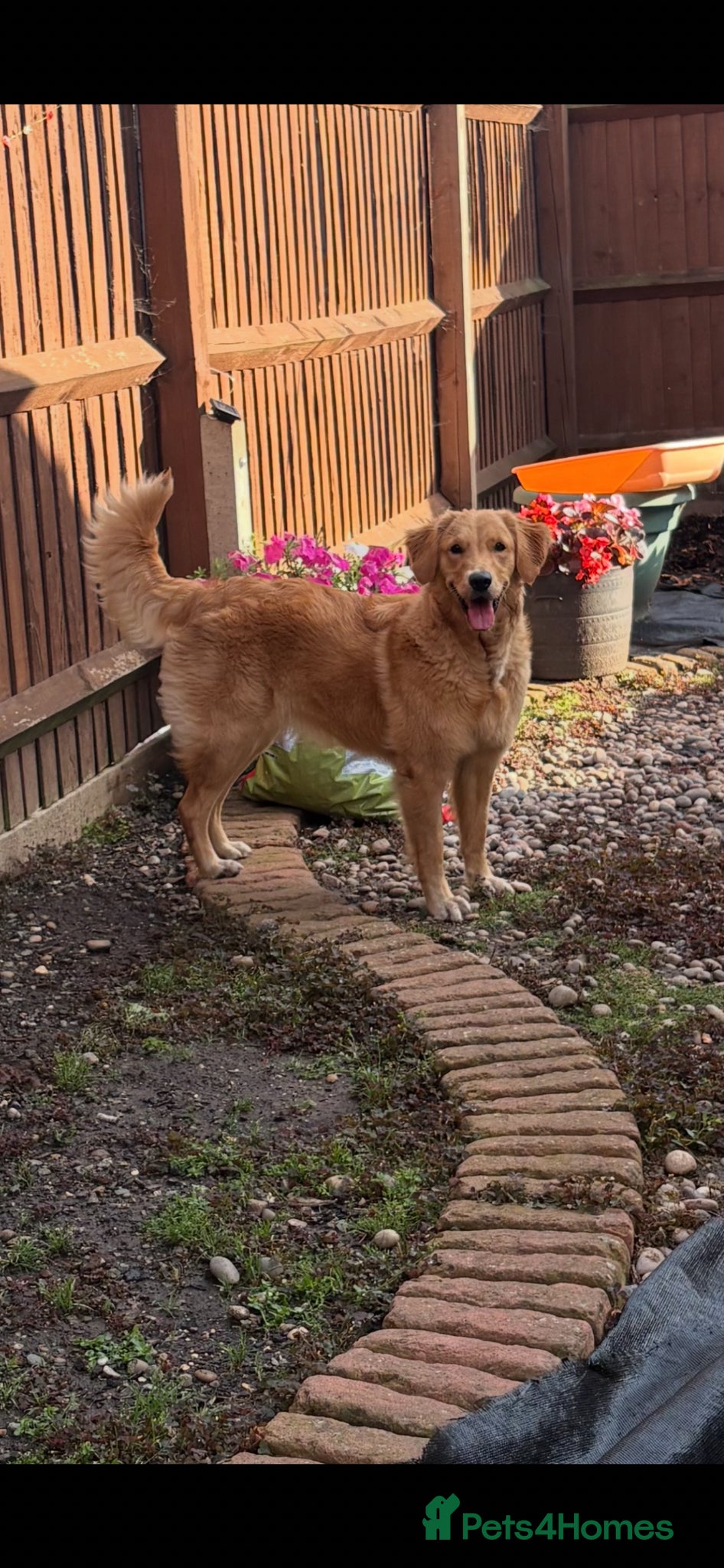Golden Retriever dogs FOX RED GOLDENS DUE MAY 1st - Advert 13