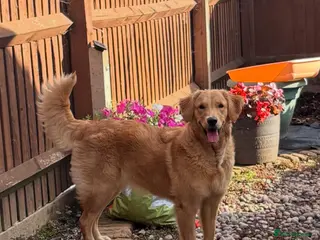 Golden Retriever dogs FOX RED GOLDENS DUE MAY 1st - Advert 13