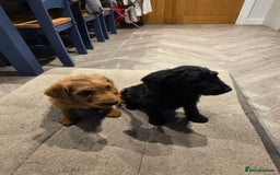 Labradoodle dogs for sale: F1 labradoodles - Image 2