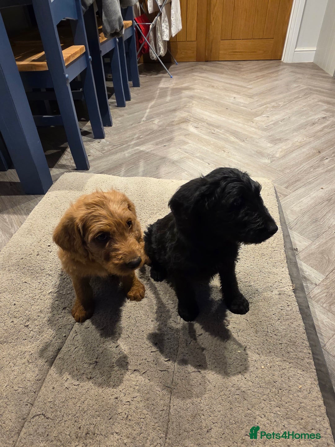 Labradoodle dogs for sale: F1 labradoodles - Image 2