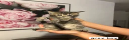 Mixed Breed cats for sale: Beautiful silver tabby kittens - Advert 4