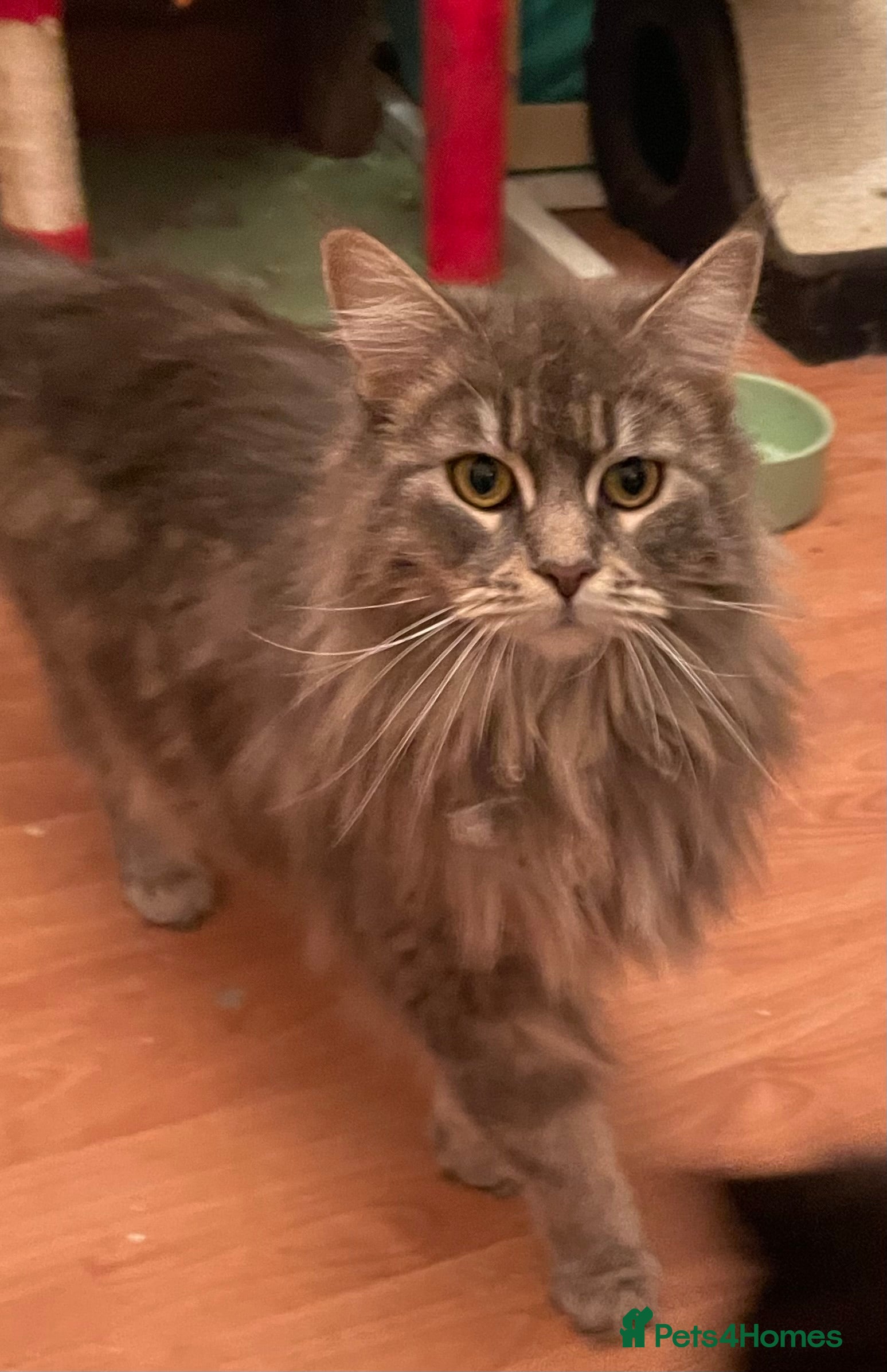 Maine Coon cats 3 female 1yr old Maine coons - Advert 1