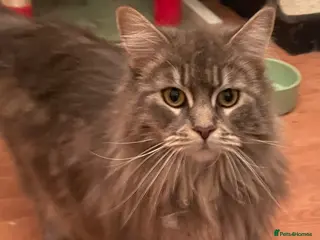 Maine Coon cats 3 female 1yr old Maine coons - Advert 1